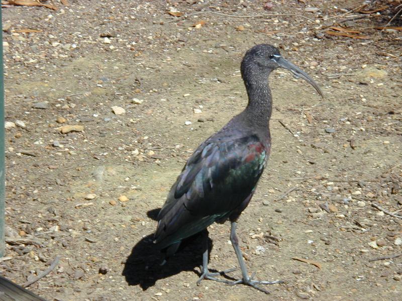 Glossy_Ibis__Plegadis_falcinellus__001.jpg