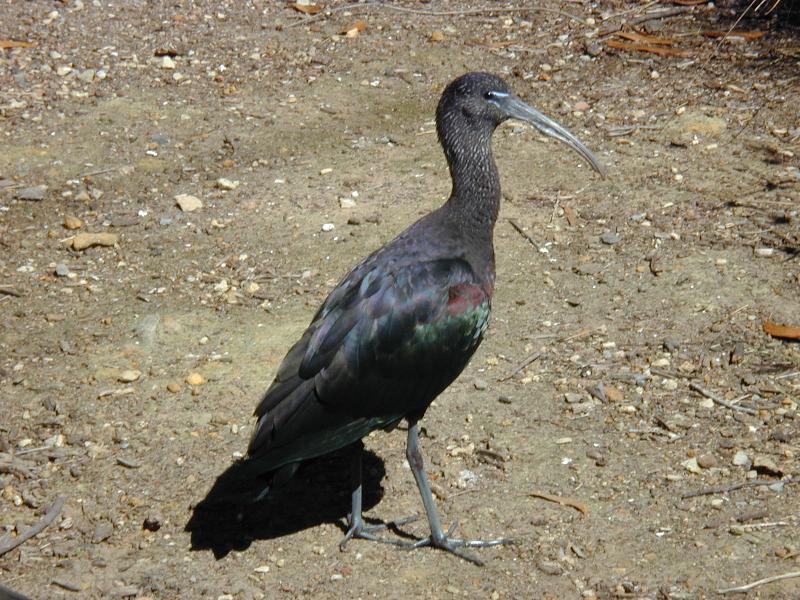 Glossy_Ibis__Plegadis_falcinellus__002.jpg