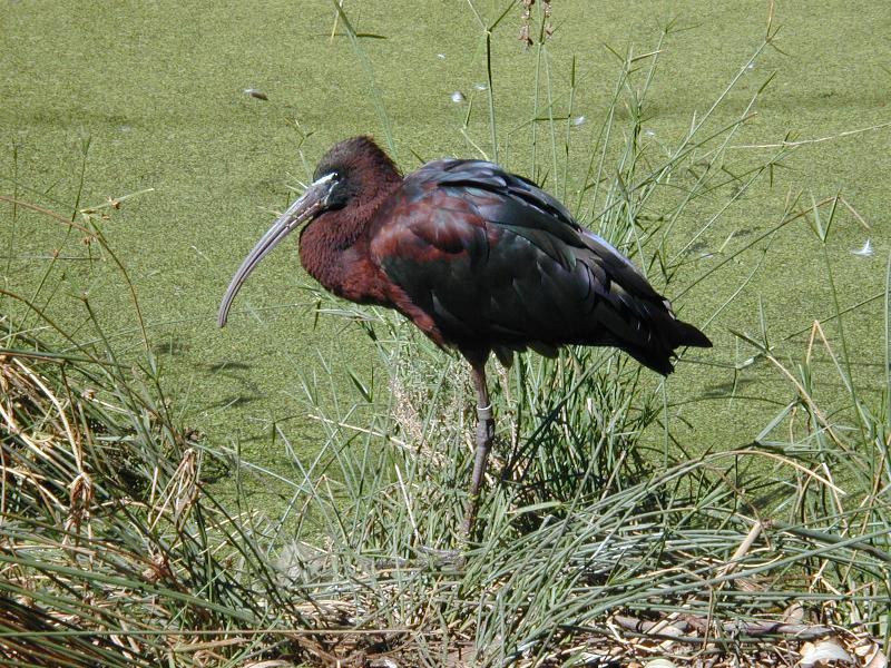 Glossy_Ibis__Plegadis_falcinellus__003.jpg