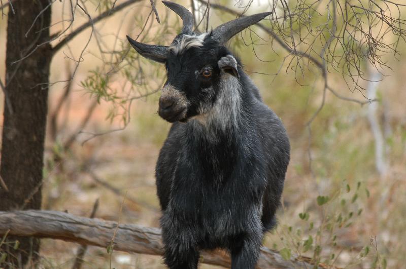 Goat__Capra_aegagris_hircus__001.jpg