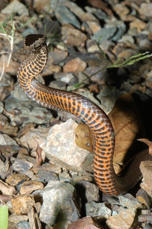 Golden-Crowned_Snake__Cacophis_squamulosus__014.jpg