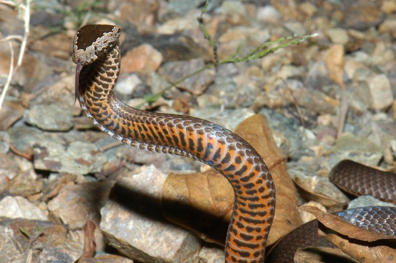 Golden-Crowned_Snake__Cacophis_squamulosus__015.jpg