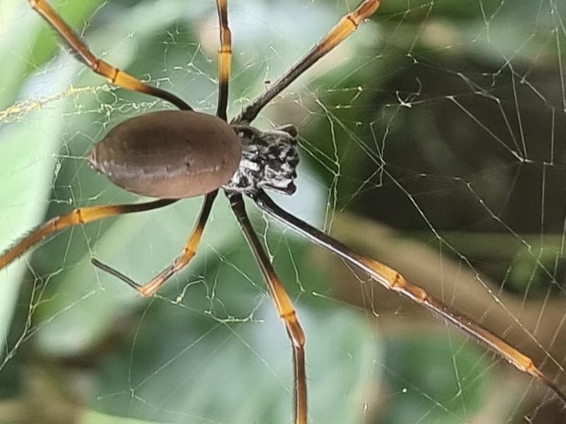 Golden_Orbweavers__Nephila_spp_002.jpg