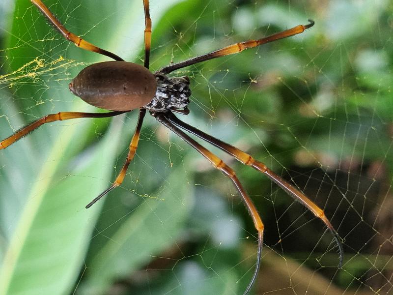 Golden_Orbweavers__Nephila_spp_003.jpg