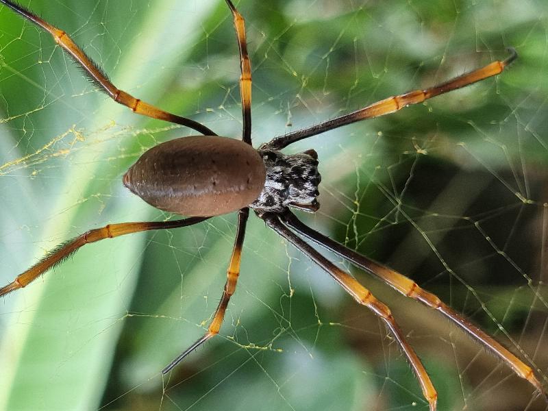 Golden_Orbweavers__Nephila_spp_004.jpg