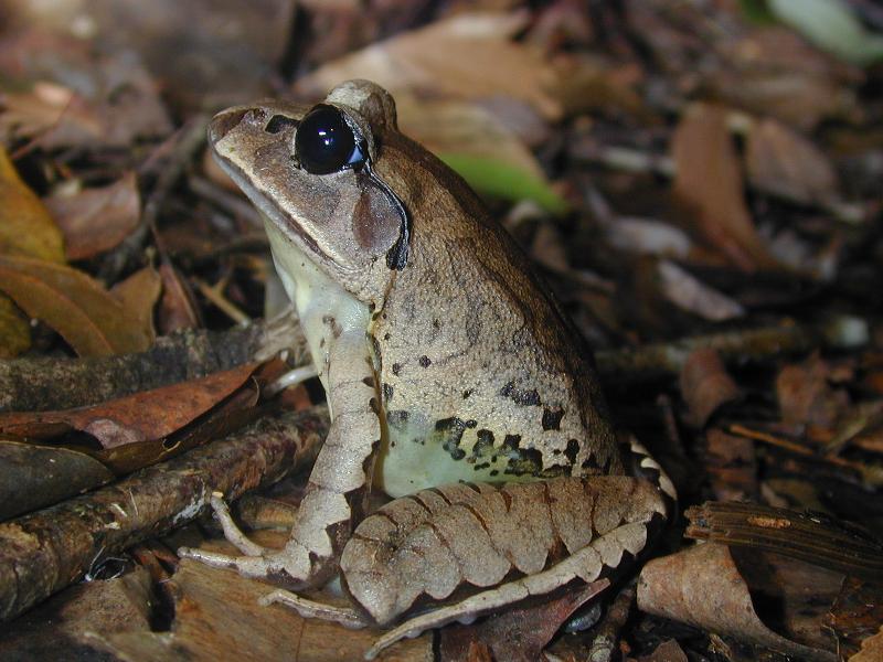 Great_Barred_Frog__Mixophyes_fasciolatus__004.jpg