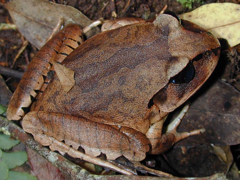 Great_Barred_Frog__Mixophyes_fasciolatus__005.jpg