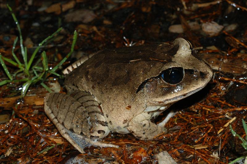 Great_Barred_Frog__Mixophyes_fasciolatus__011.jpg