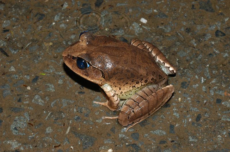 Great_Barred_Frog__Mixophyes_fasciolatus__012.jpg