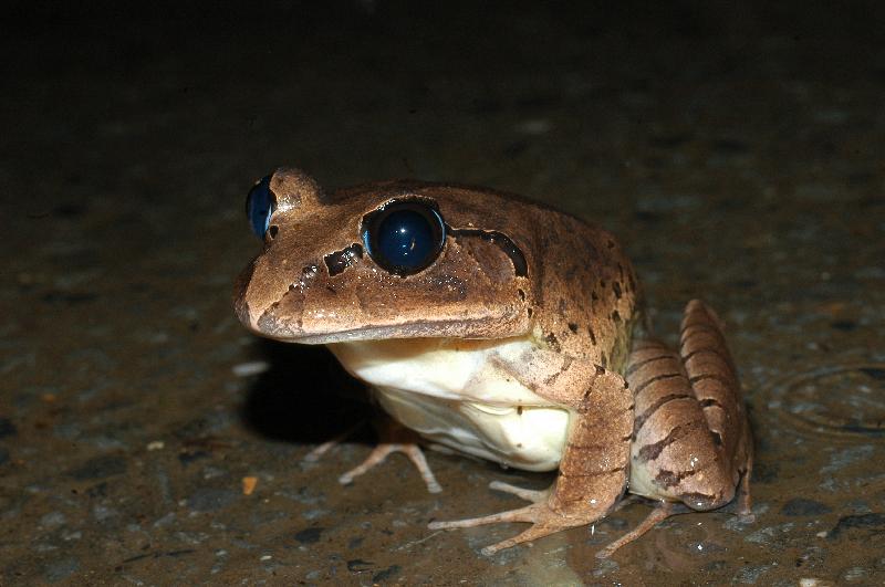 Great_Barred_Frog__Mixophyes_fasciolatus__013.jpg