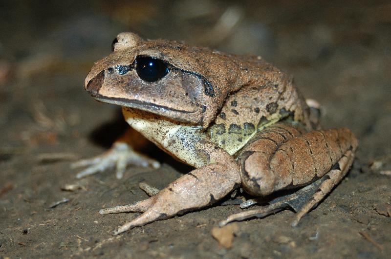 Great_Barred_Frog__Mixophyes_fasciolatus__016.jpg