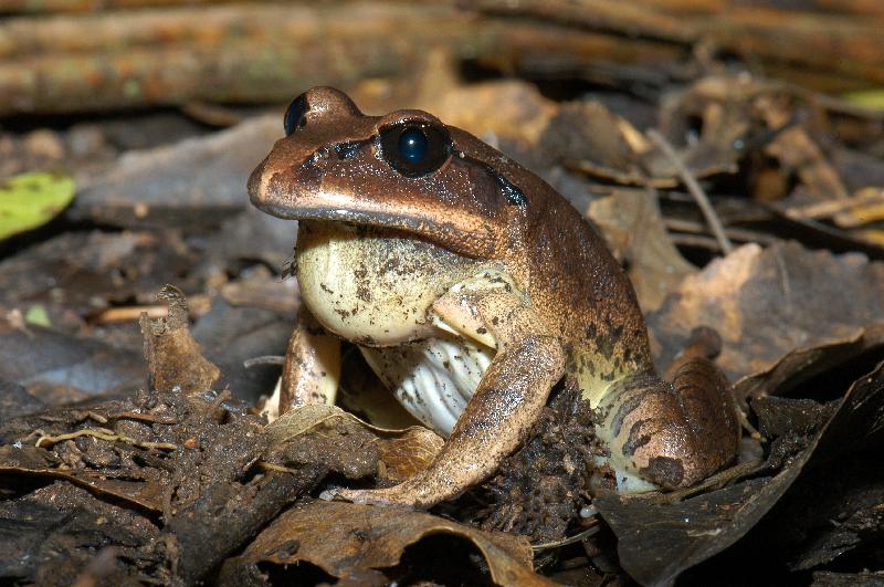 Great_Barred_Frog__Mixophyes_fasciolatus__017.jpg