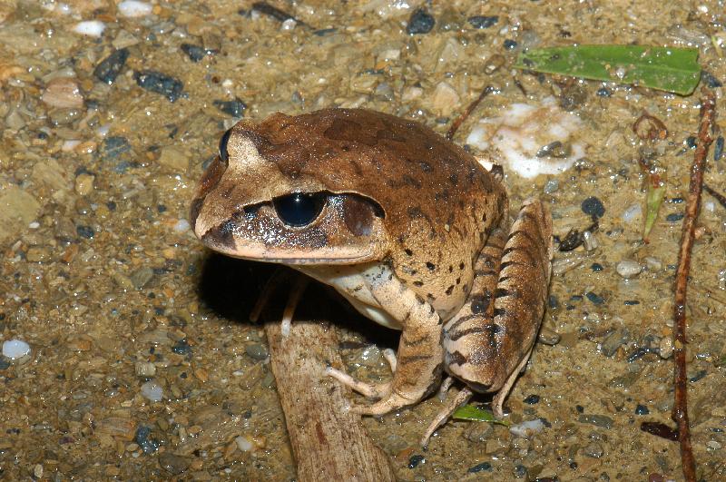 Great_Barred_Frog__Mixophyes_fasciolatus__018.jpg