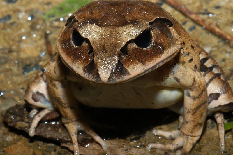 Great_Barred_Frog__Mixophyes_fasciolatus__019.jpg