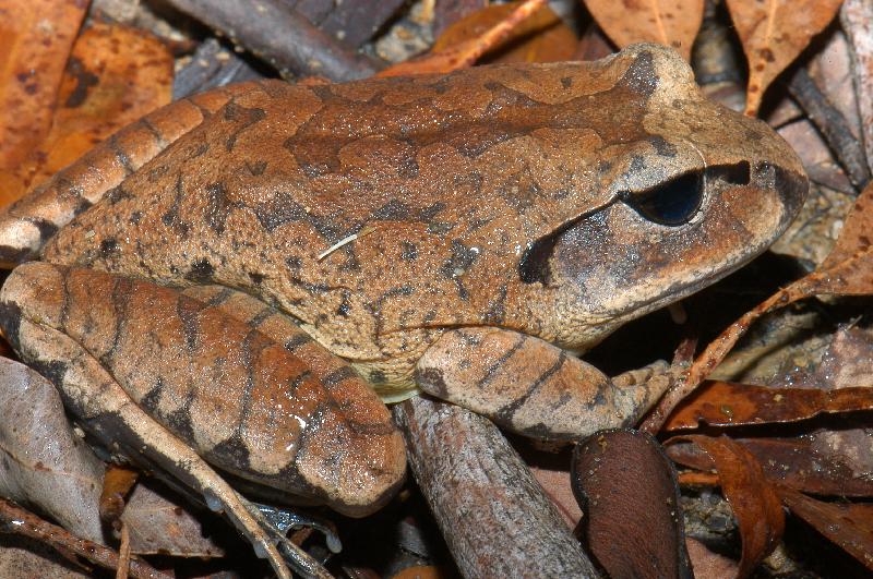 Great_Barred_Frog__Mixophyes_fasciolatus__020.jpg