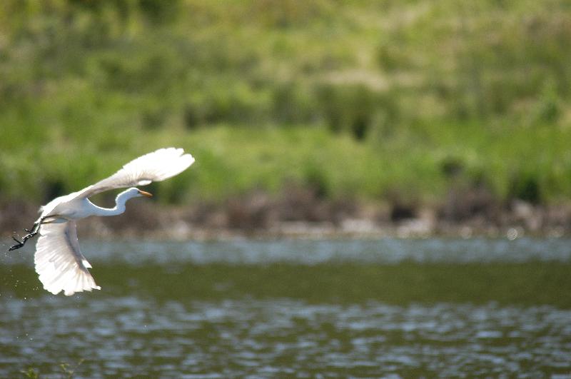 Great_Egret__Ardea_alba__003.jpg