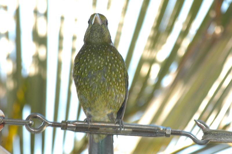 Green_Catbird__Ailuroedus_crassirostris__002.jpg