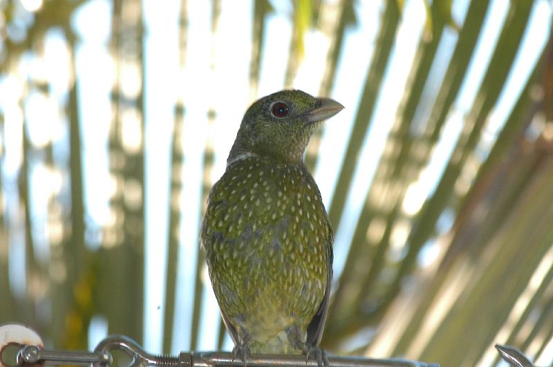 Green_Catbird__Ailuroedus_crassirostris__004.jpg