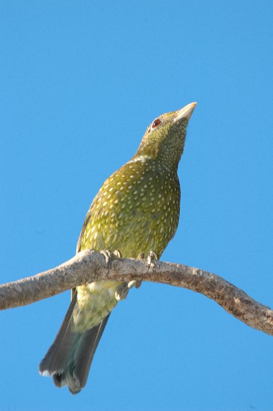 Green_Catbird__Ailuroedus_crassirostris__005.jpg