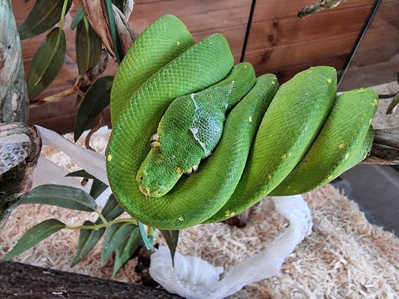 Green_Python__Morelia_viridis__004.jpg