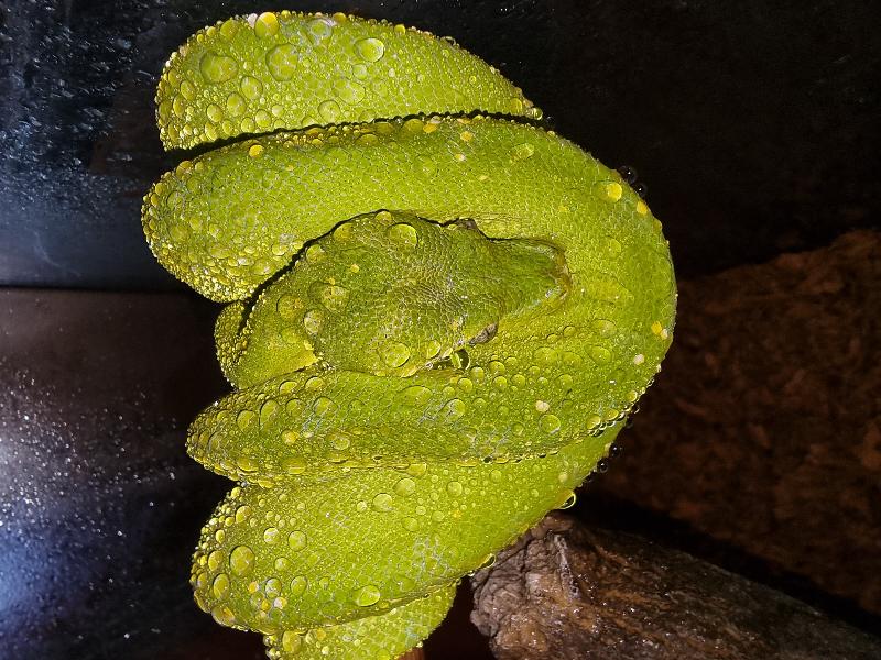 Green_Python__Morelia_viridis__006.jpg