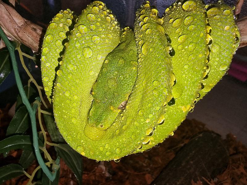 Green_Python__Morelia_viridis__008.jpg