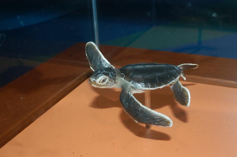 Green_Turtle__Chelonia_mydas__001.jpg