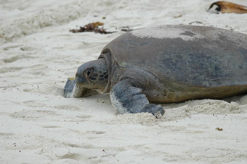 Green_Turtle__Chelonia_mydas__002.jpg