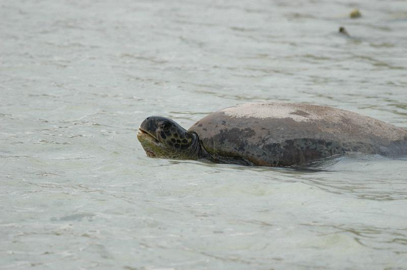 Green_Turtle__Chelonia_mydas__011.jpg