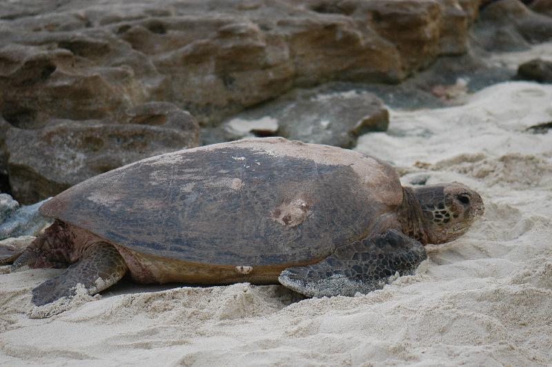 Green_Turtle__Chelonia_mydas__017.jpg