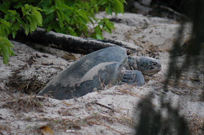 Green_Turtle__Chelonia_mydas__020.jpg