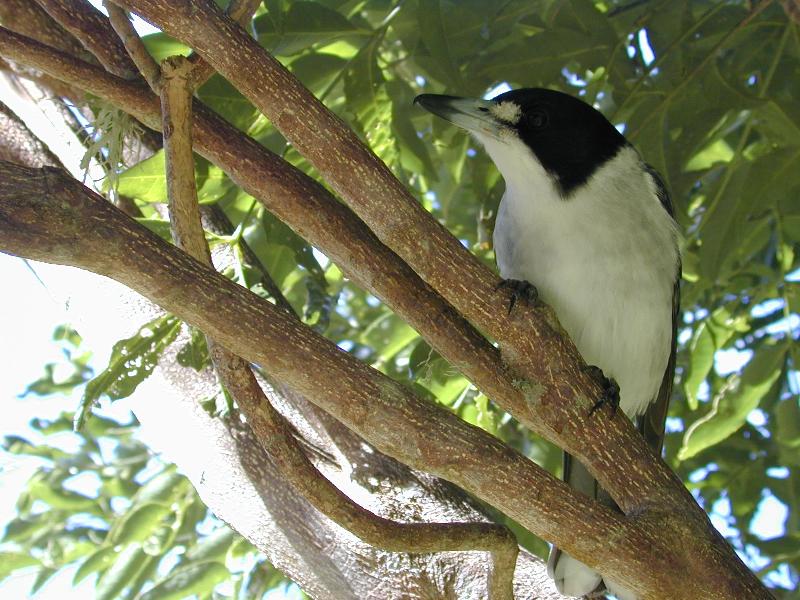 Grey_Butcherbird__Cracticus_torquatus__002.jpg