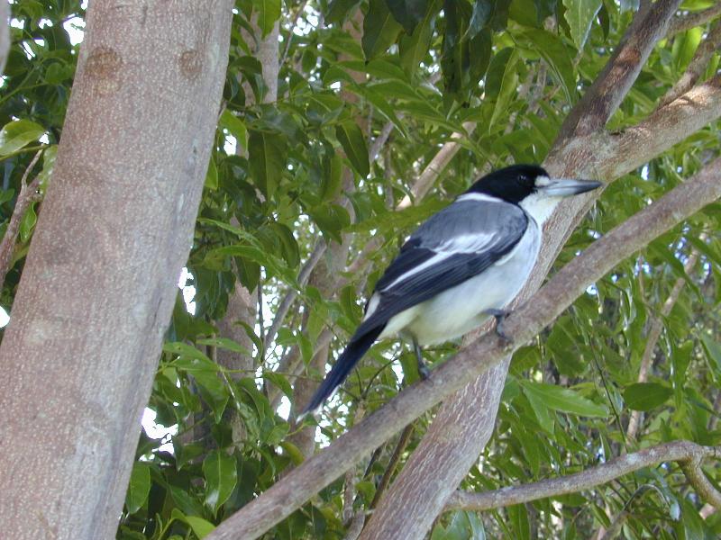 Grey_Butcherbird__Cracticus_torquatus__003.jpg