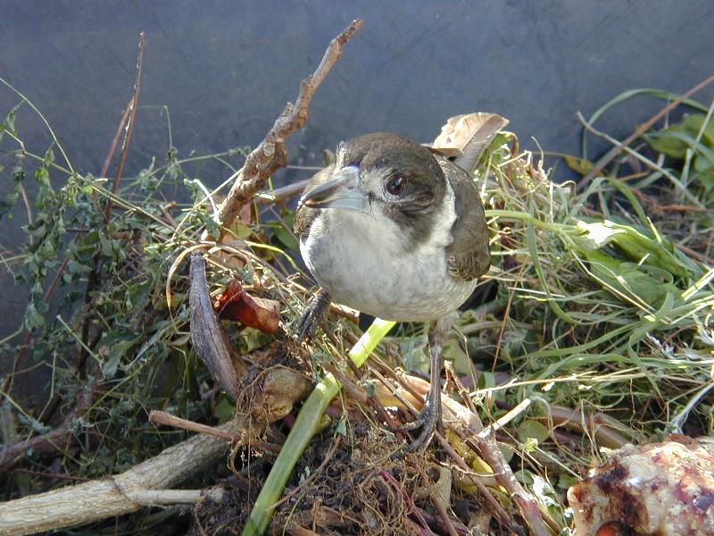 Grey_Butcherbird__Cracticus_torquatus__004.jpg