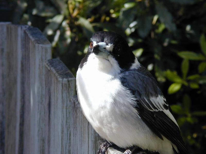 Grey_Butcherbird__Cracticus_torquatus__005.jpg