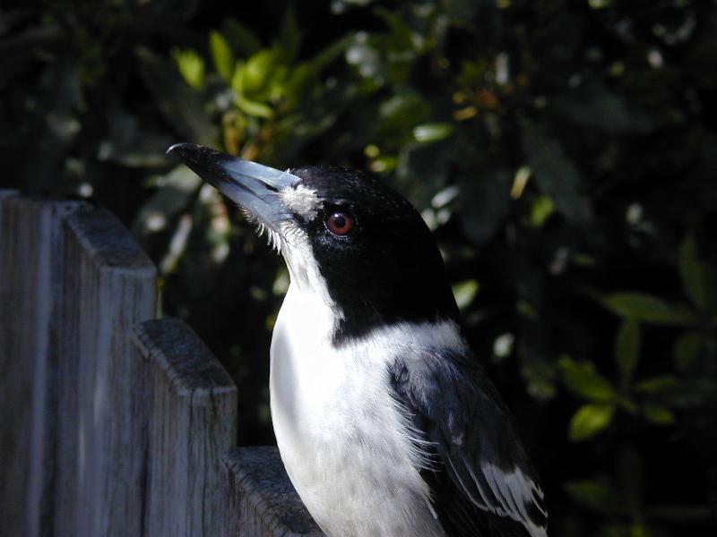 Grey_Butcherbird__Cracticus_torquatus__006.jpg