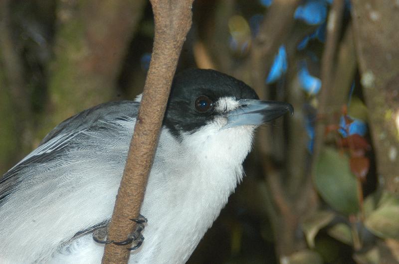 Grey_Butcherbird__Cracticus_torquatus__008.jpg