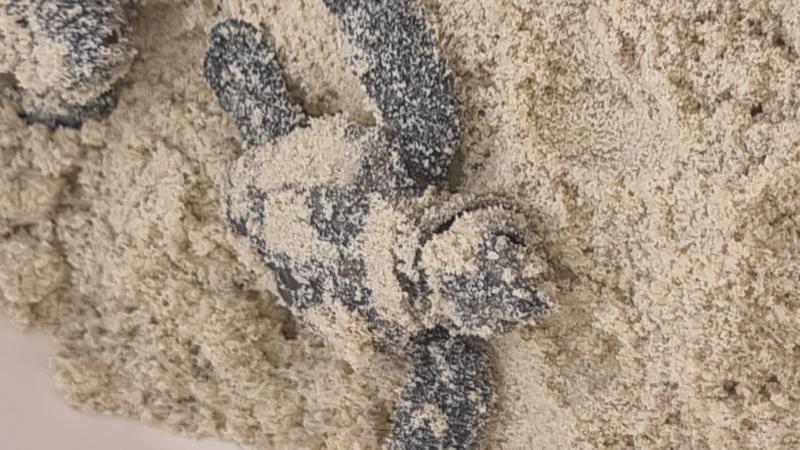 Hawksbill_Turtle__Eretmochelys_imbricata__010.jpg
