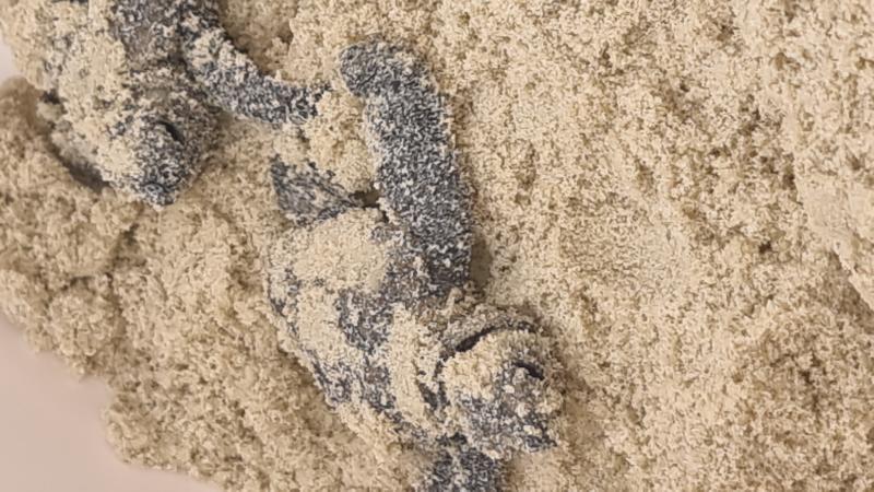 Hawksbill_Turtle__Eretmochelys_imbricata__011.jpg