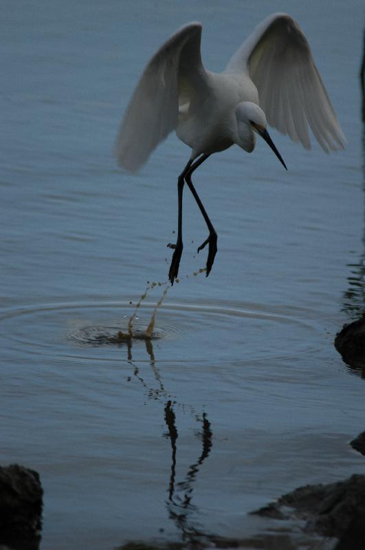 Intermediate_Egret__Ardea_intermedia__002.jpg