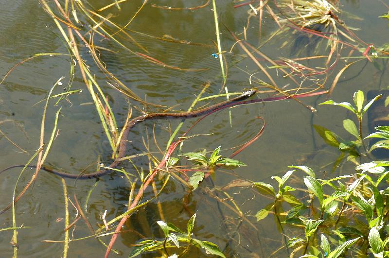 Keelback__Tropidonophis_mairii__002.jpg