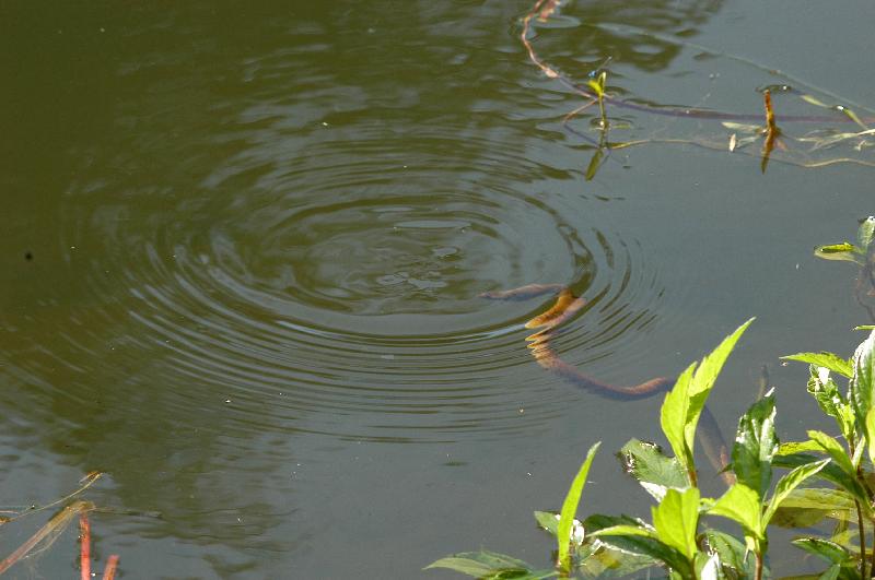 Keelback__Tropidonophis_mairii__005.jpg