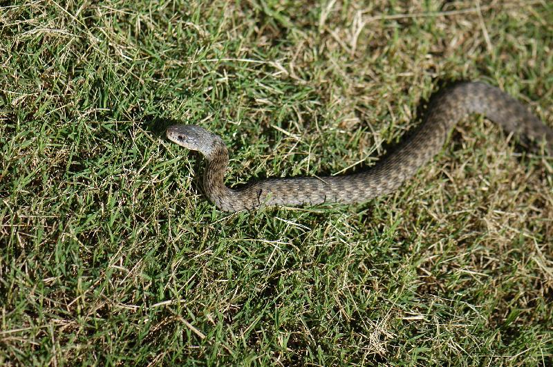 Keelback__Tropidonophis_mairii__008.jpg