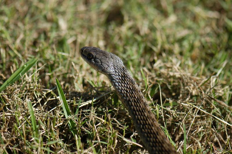 Keelback__Tropidonophis_mairii__009.jpg