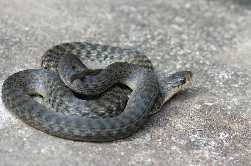 Keelback__Tropidonophis_mairii__010.jpg