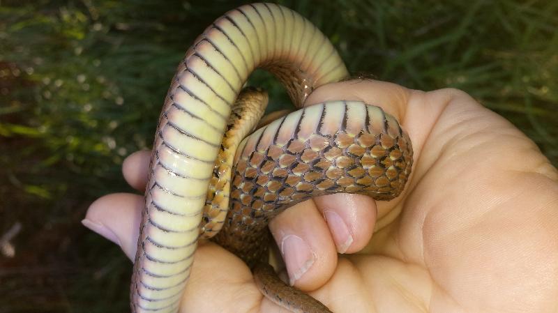 Keelback__Tropidonophis_mairii__011.jpg