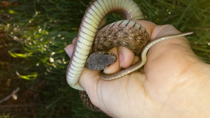 Keelback__Tropidonophis_mairii__012.jpg