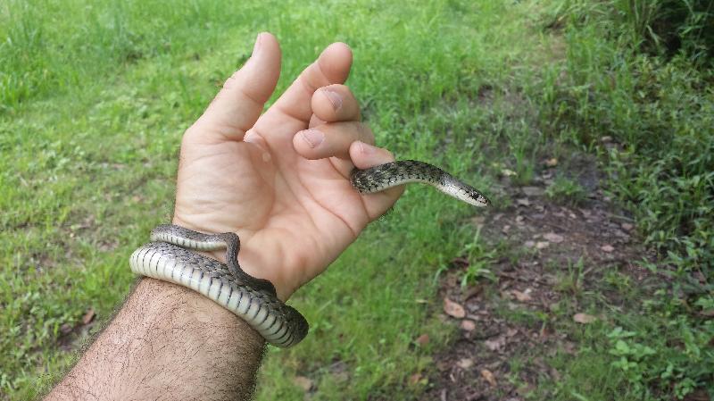 Keelback__Tropidonophis_mairii__014.jpg