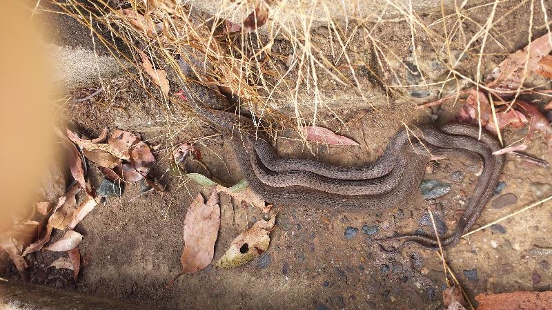 Keelback__Tropidonophis_mairii__020.jpg