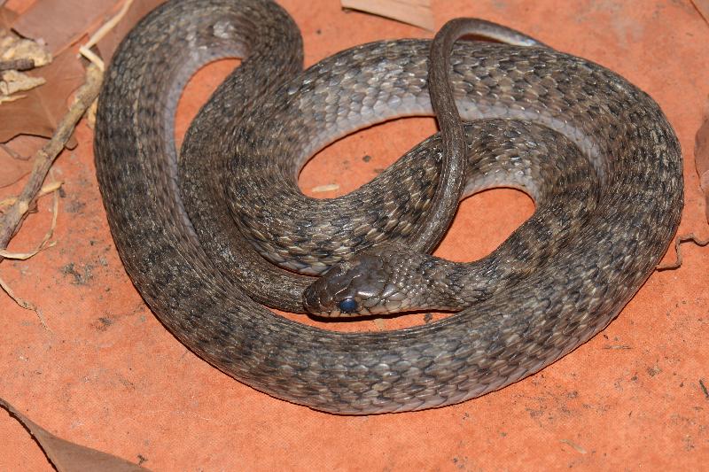 Keelback__Tropidonophis_mairii__023.jpg